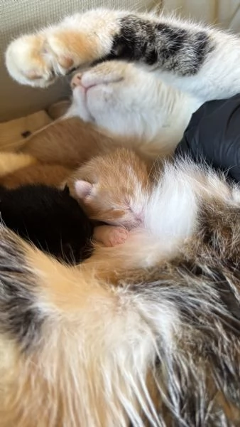 regalo gattini  | Foto 1