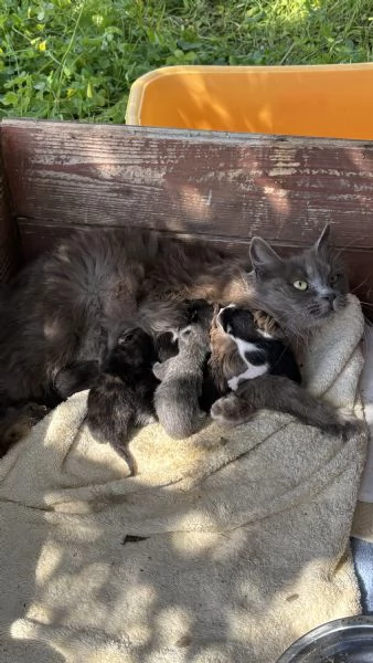 regalo gattini  | Foto 0