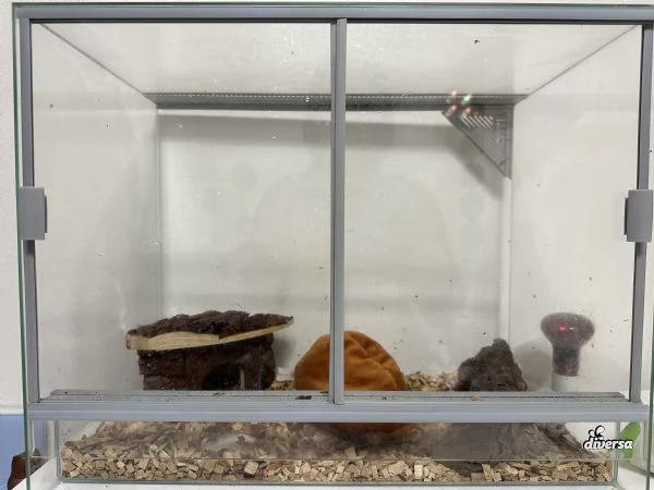 Petauro dello zucchero Femmina