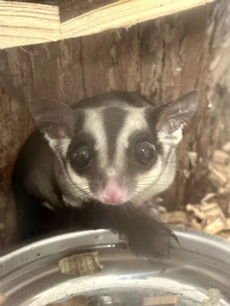 Petauro dello zucchero Femmina | Foto 2