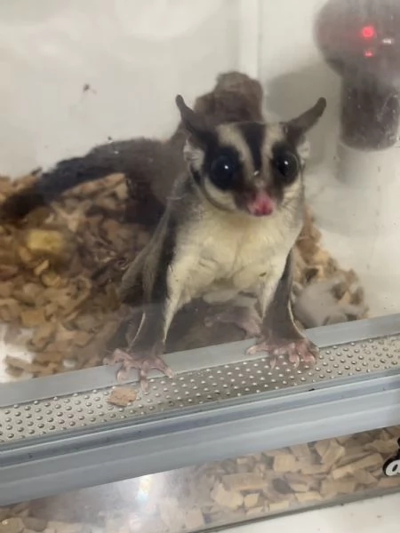 Petauro dello zucchero Femmina | Foto 1