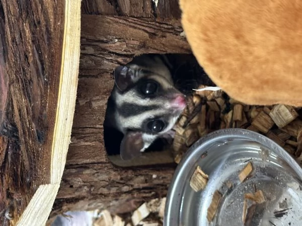Petauro dello zucchero Femmina | Foto 0