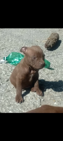Pittbull cuccioli 
