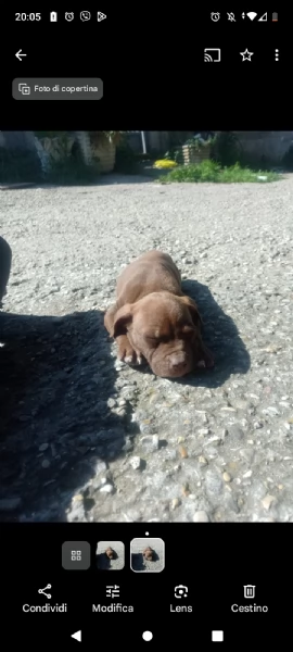 Pittbull cuccioli  | Foto 0