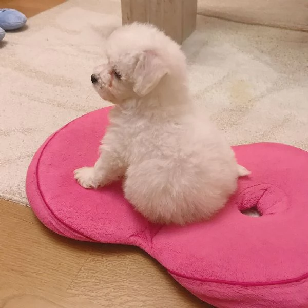 Adorabili cuccioli di bichon frise disponibili per l'adozione