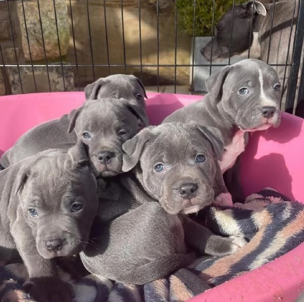  Cuccioli di pitbull dal naso blu disponibili per l'adozione | Foto 0