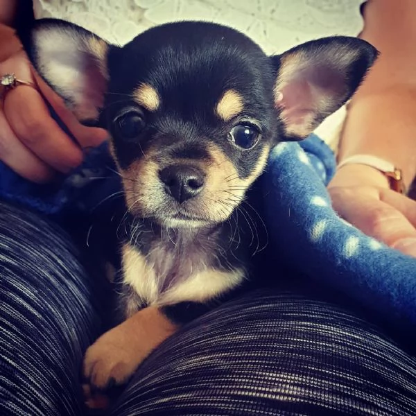 Cuccioli di Chihuahua disponibili per l'adozione