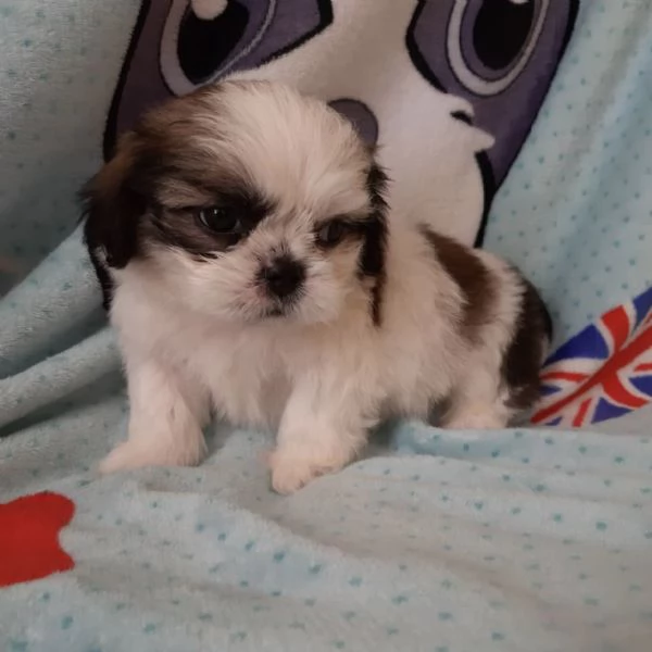 cuccioli di shitzu estremamente belli disponibili per l'adozione | Foto 0