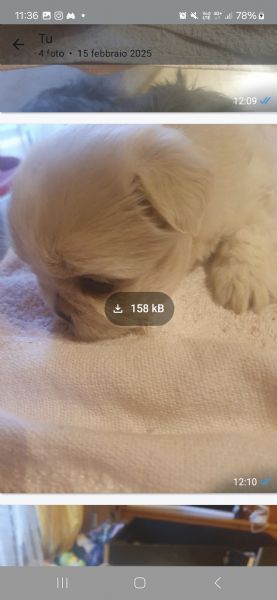 Piccoli Shitzu | Foto 2