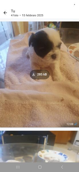 Piccoli Shitzu | Foto 1