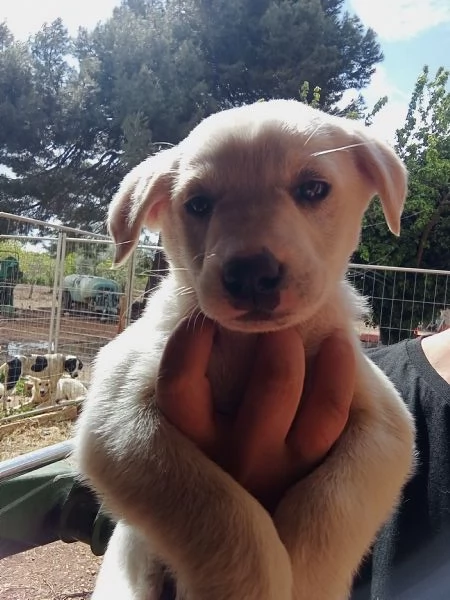 REGALO CUCCIOLO DI BRACCO femmina  | Foto 7