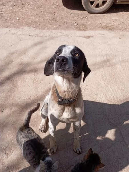 REGALO CUCCIOLO DI BRACCO femmina  | Foto 6