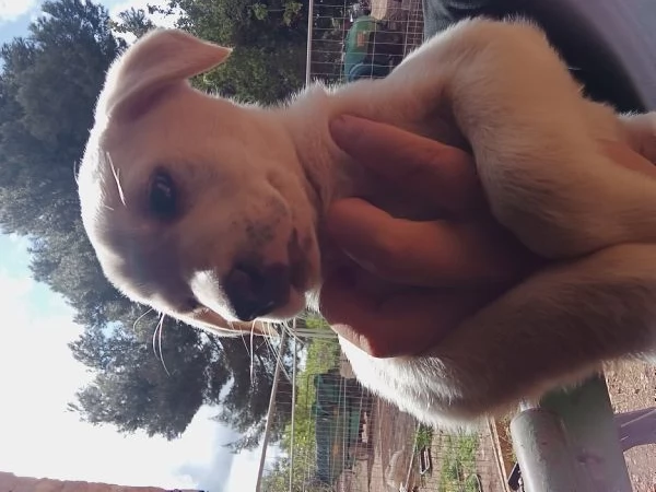 REGALO CUCCIOLO DI BRACCO femmina  | Foto 5