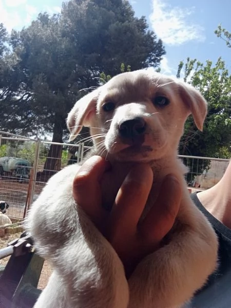 REGALO CUCCIOLO DI BRACCO femmina  | Foto 4