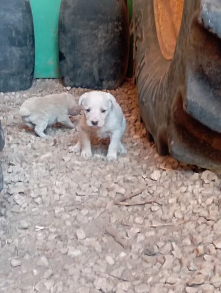 REGALO CUCCIOLO DI BRACCO femmina  | Foto 3