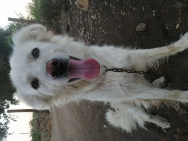 REGALO CUCCIOLO DI BRACCO femmina  | Foto 2