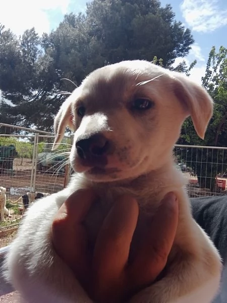 REGALO CUCCIOLO DI BRACCO femmina 