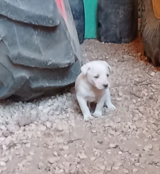 REGALO CUCCIOLO DI BRACCO femmina  | Foto 1