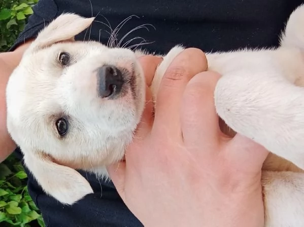 REGALO CUCCIOLO DI BRACCO femmina  | Foto 0