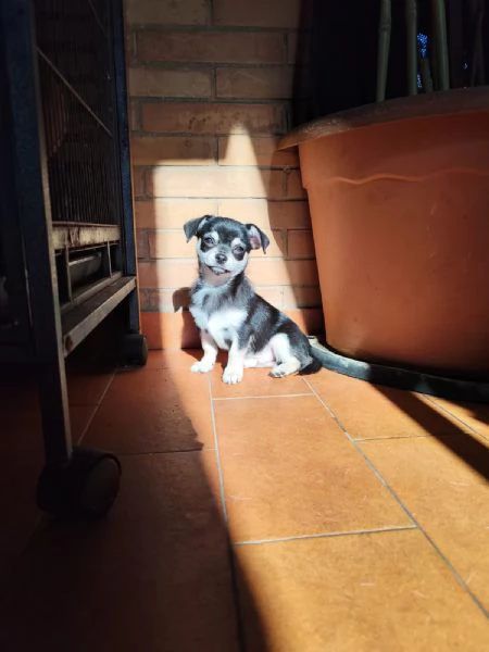 Cucciolo Chihuahua