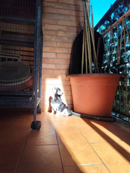 Cucciolo Chihuahua | Foto 4