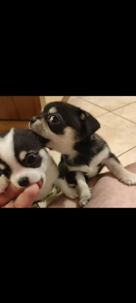 Cucciolo Chihuahua | Foto 2