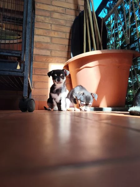 Cucciolo Chihuahua | Foto 0