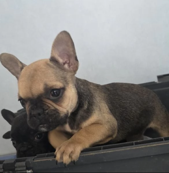 Bulldog francese  | Foto 5