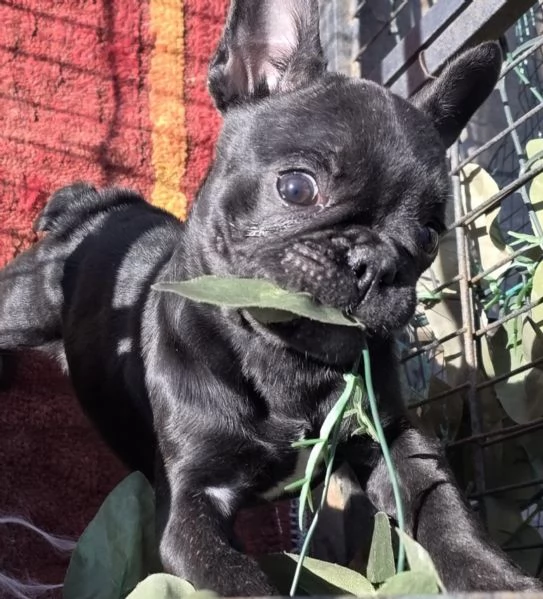 Bulldog francese  | Foto 4