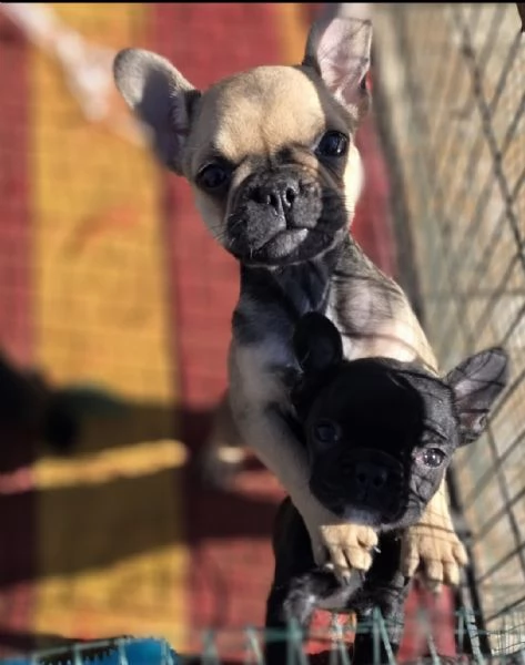Bulldog francese  | Foto 3