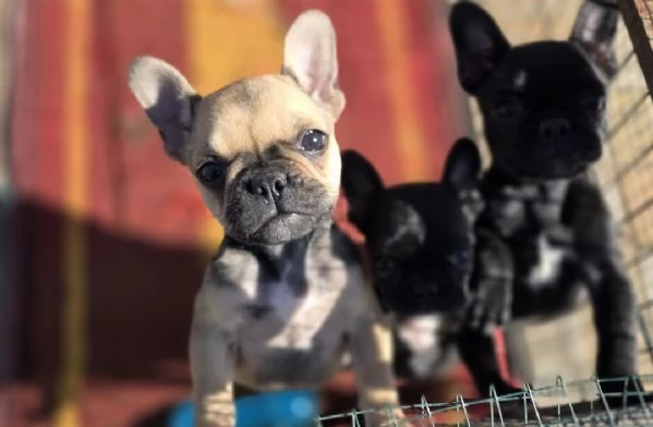 Bulldog francese  | Foto 2