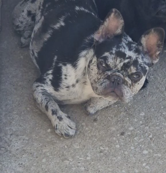 Bulldog francese  | Foto 1