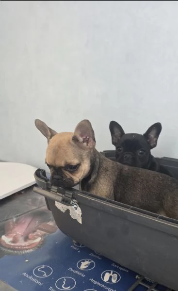 Bulldog francese  | Foto 0