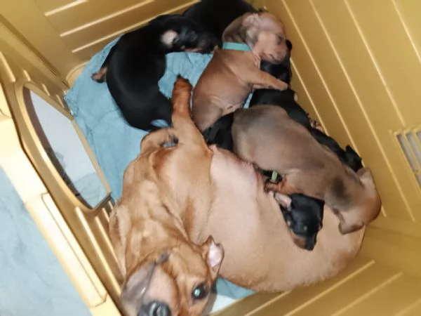 Cuccioli di cane  | Foto 6