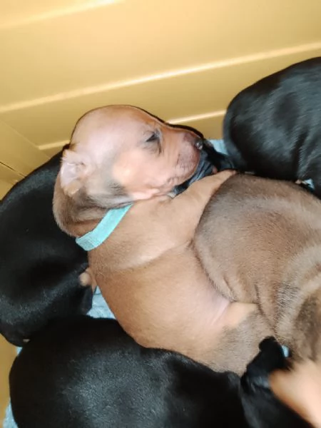 Cuccioli di cane  | Foto 4