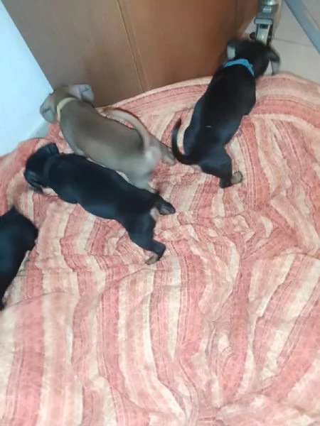 Cuccioli di cane  | Foto 3