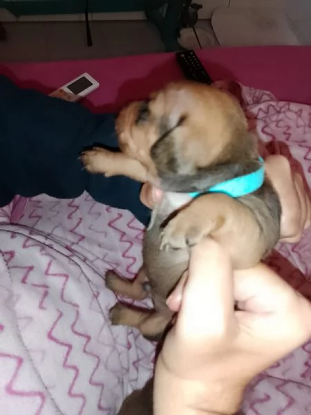 Cuccioli di cane  | Foto 2