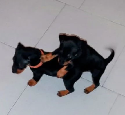 Cuccioli di cane  | Foto 1