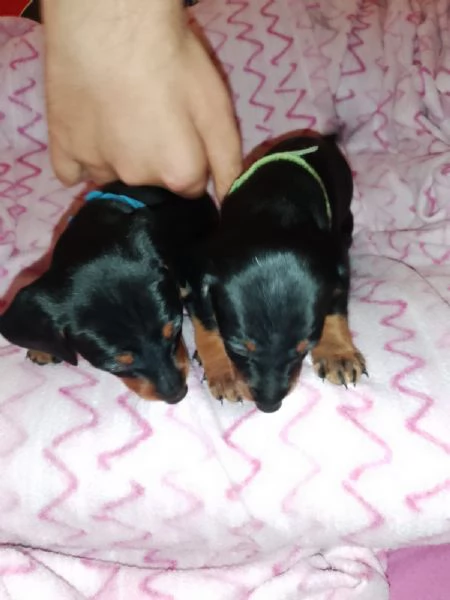 Cuccioli di cane  | Foto 0