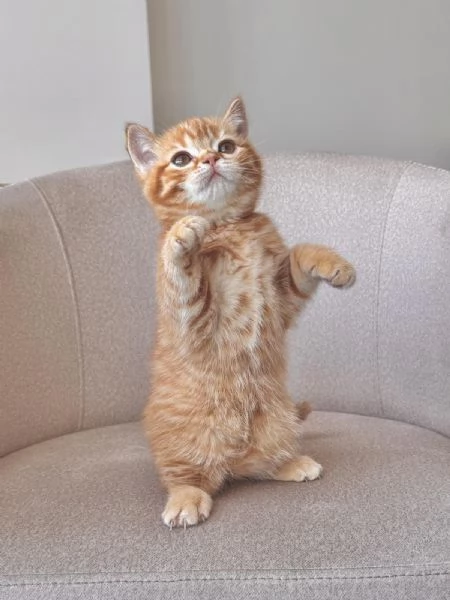 Vuoi comfort e fusa? Questo gattino è per te!