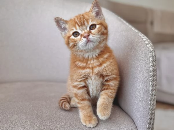 Vuoi comfort e fusa? Questo gattino è per te! | Foto 6