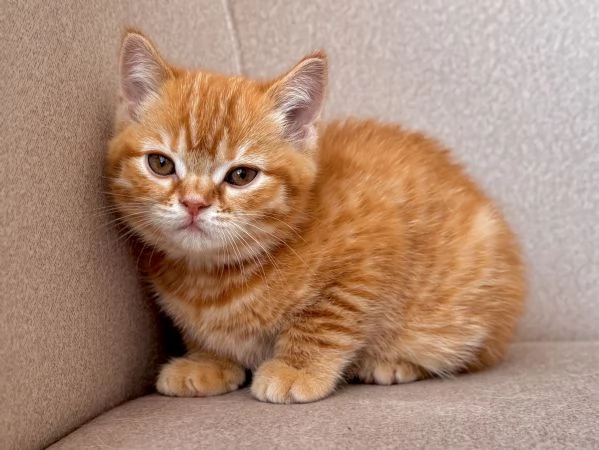 Vuoi comfort e fusa? Questo gattino è per te! | Foto 5