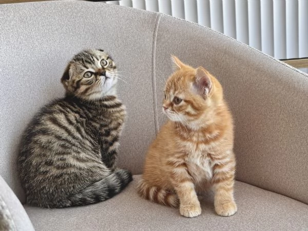 Vuoi comfort e fusa? Questo gattino è per te! | Foto 4