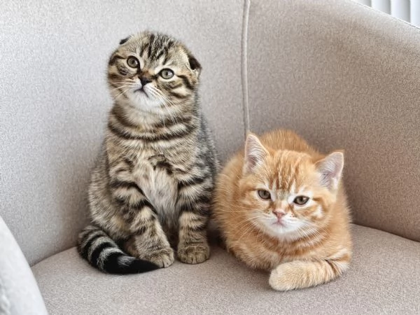 Vuoi comfort e fusa? Questo gattino è per te! | Foto 3