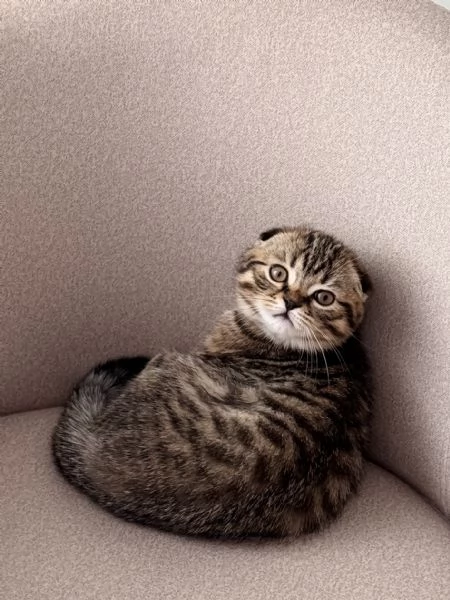 Vuoi comfort e fusa? Questo gattino è per te! | Foto 2