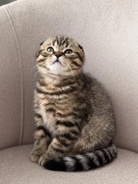 Vuoi comfort e fusa? Questo gattino è per te! | Foto 1