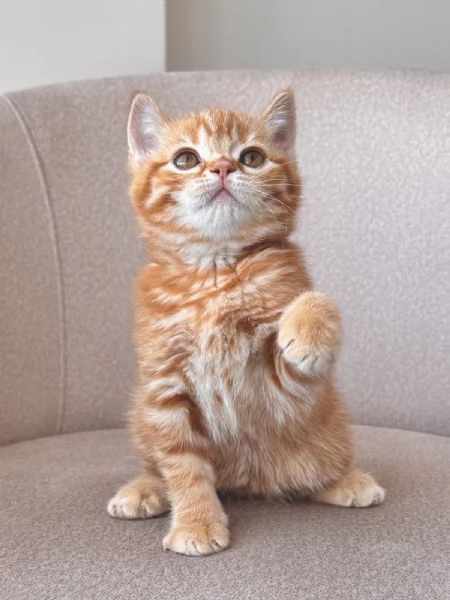 Vuoi comfort e fusa? Questo gattino è per te! | Foto 0