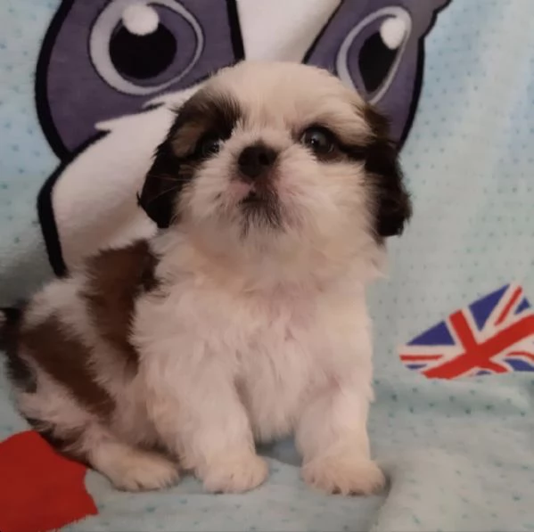 cuccioli di shitzu estremamente belli disponibili per l'adozione | Foto 0