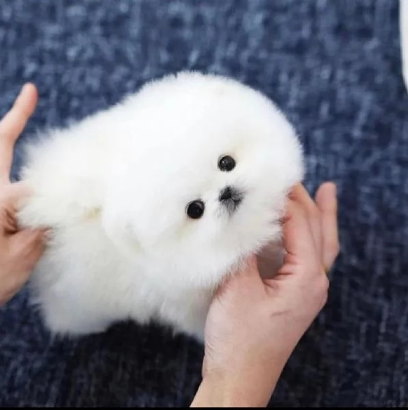 Regalo Volpino Pomerina