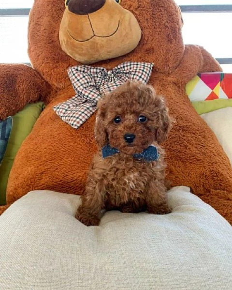 Cuccioli di barboncino toy disponibili per l'adozione (è possibile la consegna a domicilio)